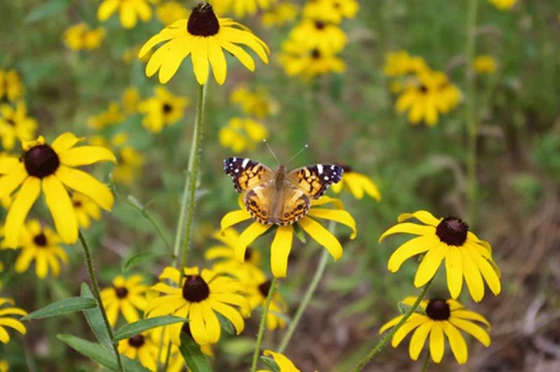 Embrace Native Black-Eyed Susans