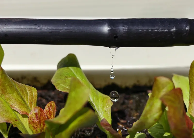 Perfect Your Watering Strategy