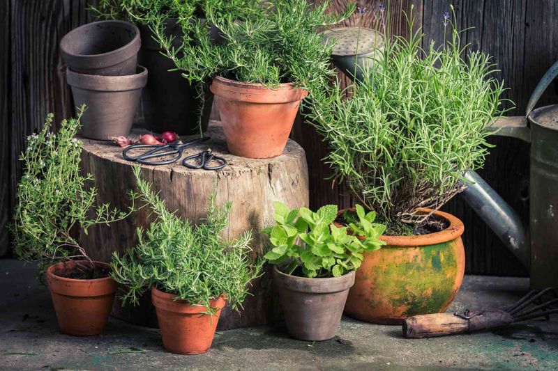 Protect Your Herbs from Pests and Diseases