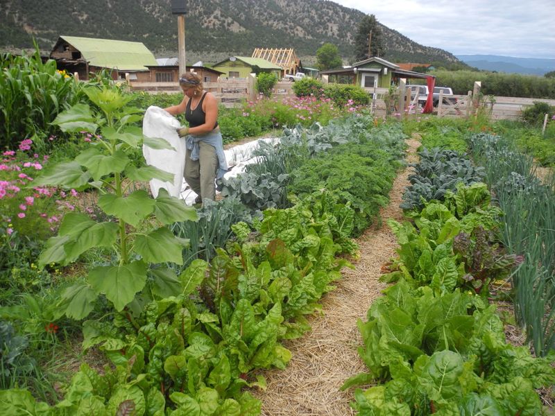 Select Cold-Hardy Plants That Thrive at Altitude