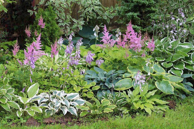 Choose Plants That Love Getting Their Feet Wet