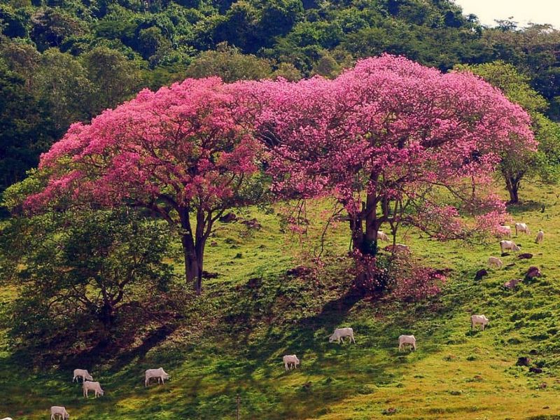 Silk Floss Tree