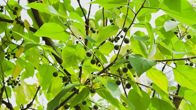 Hackberry - The Disappointing Native