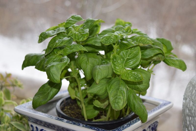 Basil