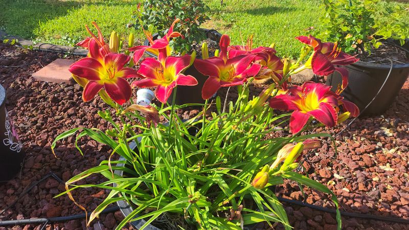 Native Daylilies for Heat Tolerance
