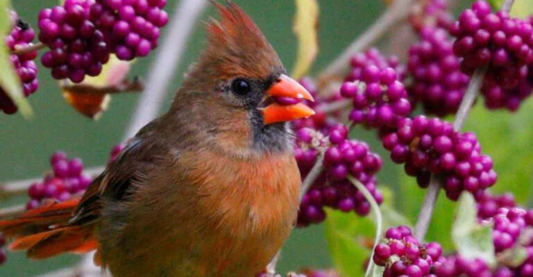 Mississippi Garden Guide: Southern Blooms and Lush Landscapes