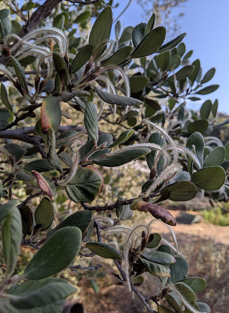 Catalina Island Mountain Mahogany (Cercocarpus traskiae)