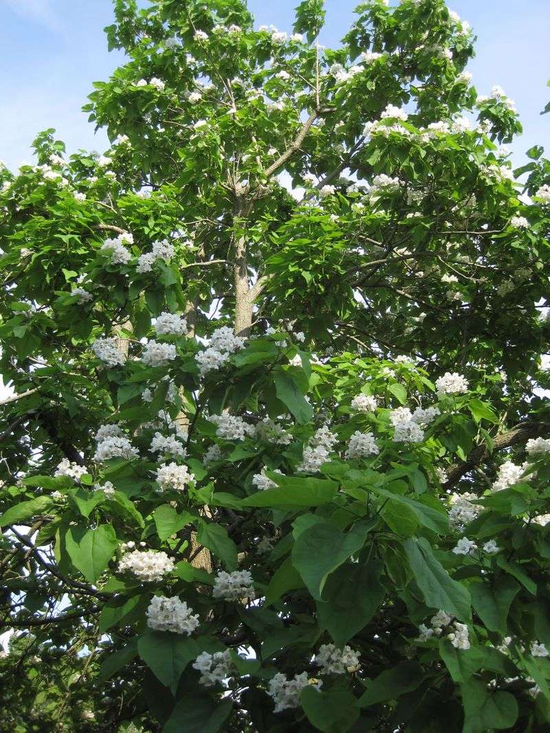 Catalpa