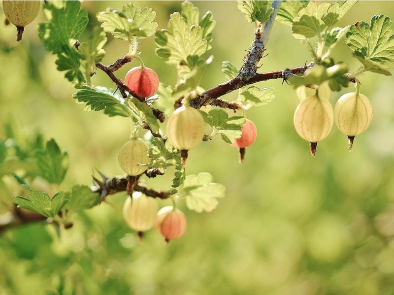 Gooseberry Bush