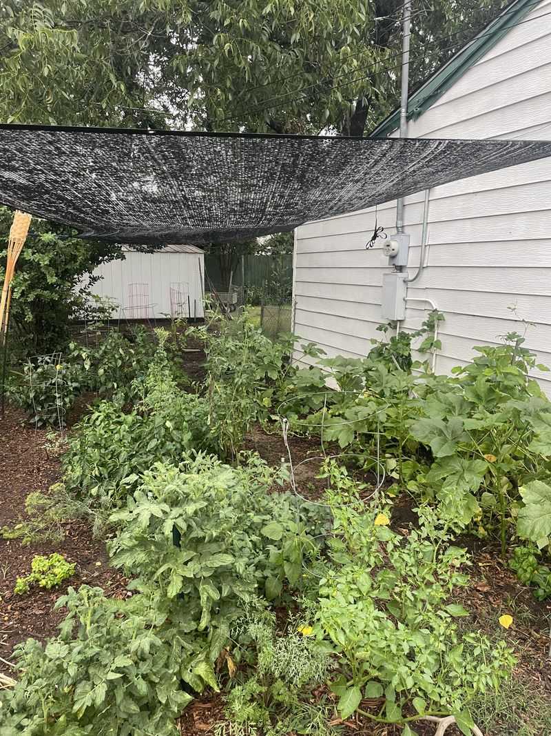 Strategic Shade Cloth Placement
