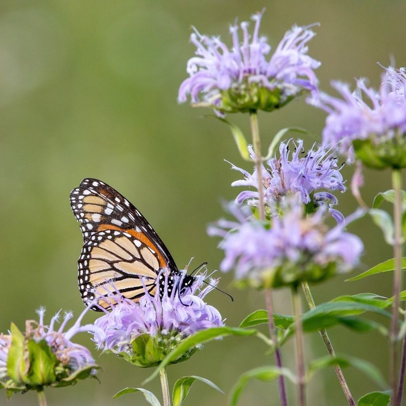 Wild Bergamot for Butterflies