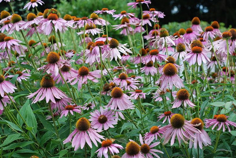 Purple Coneflowers for Wildlife Support