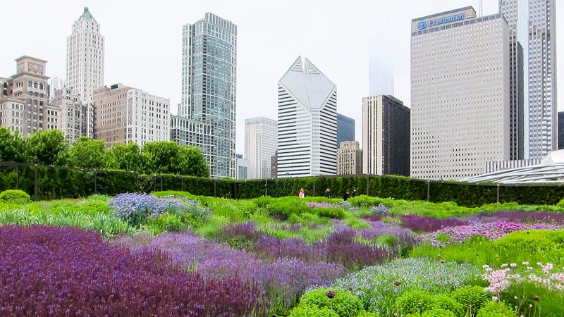 Lurie Garden Shows Prairie Beauty in Downtown Chicago
