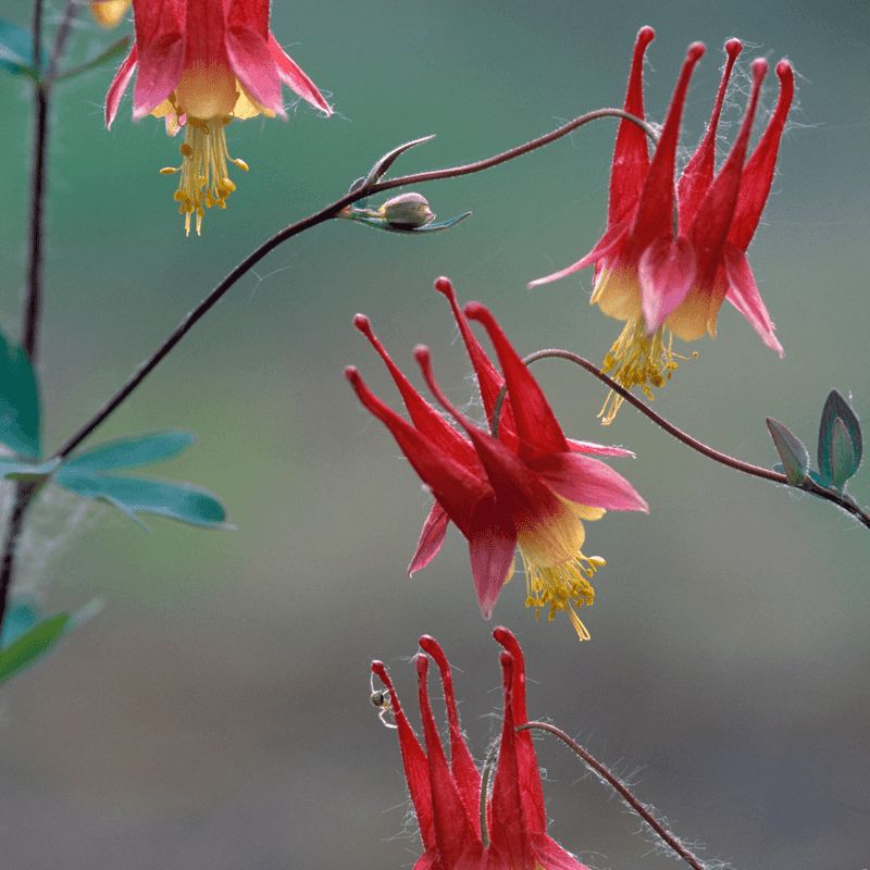 Wild Columbine (Aquilegia canadensis)