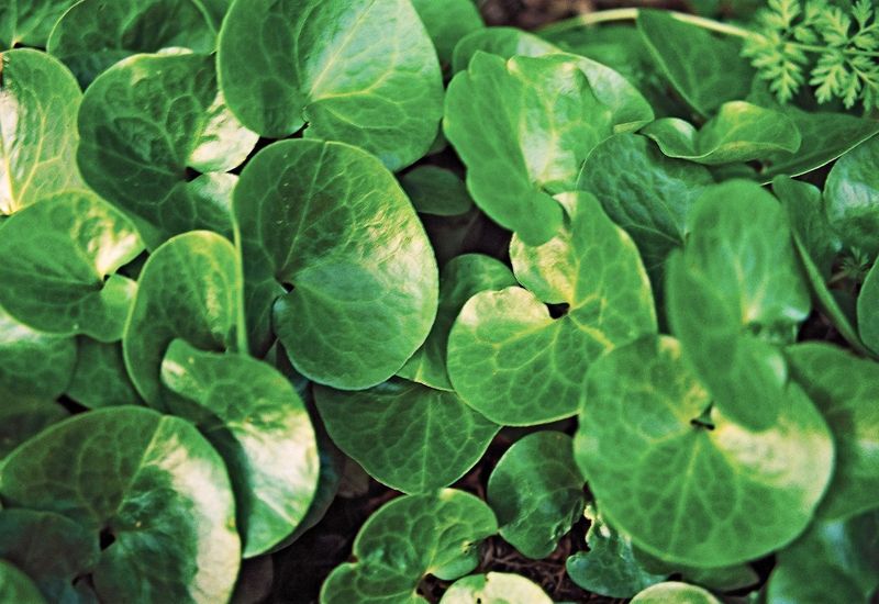 Wild Ginger Groundcover
