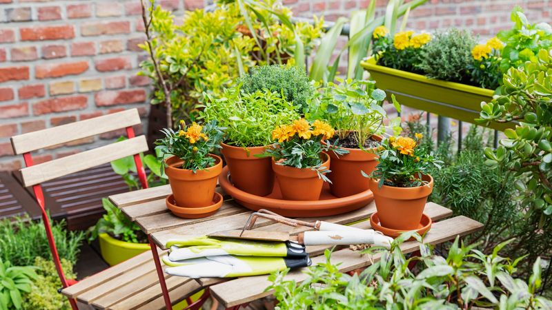 Start Small with Container Gardening