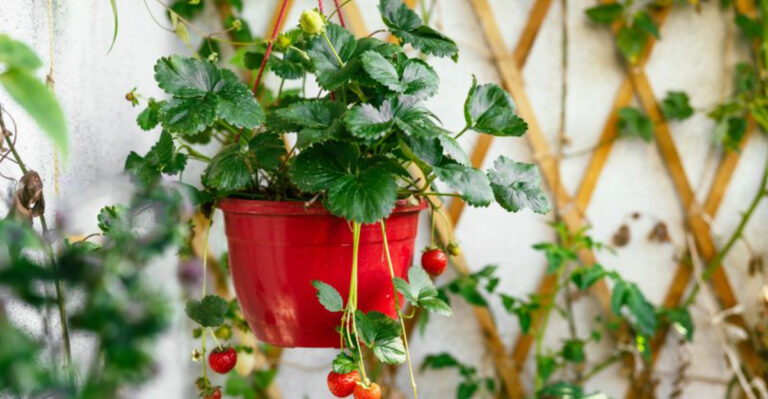 No Yard? No Problem—19 Fruits That Thrive in New York Balcony Pots