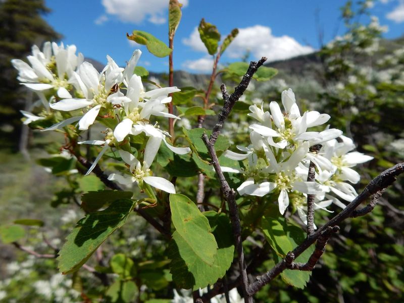 Serviceberry (Amelanchier species)