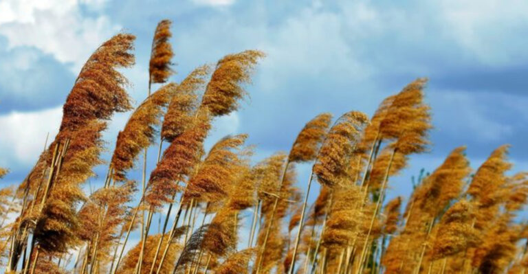 North Dakota Gardening Tips: Growing Strong in Harsh Climates