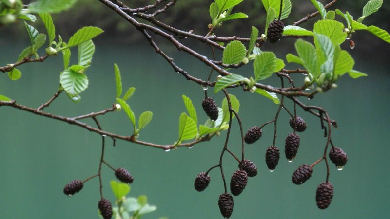 Tag Alder for Wet Areas