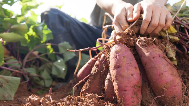 Sweet Potatoes