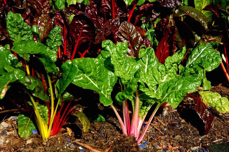 Swiss Chard