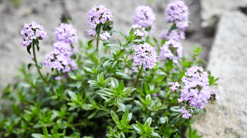 Thyme