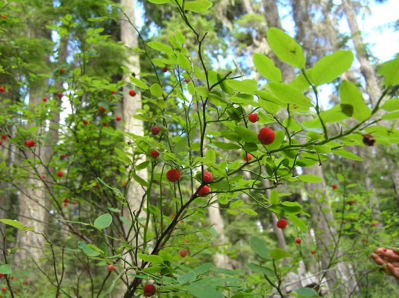 Red Huckleberries