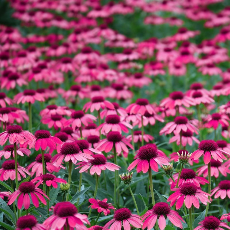 Echinacea