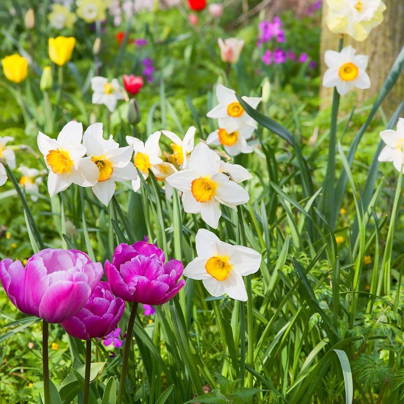 Order Spring-Flowering Bulbs