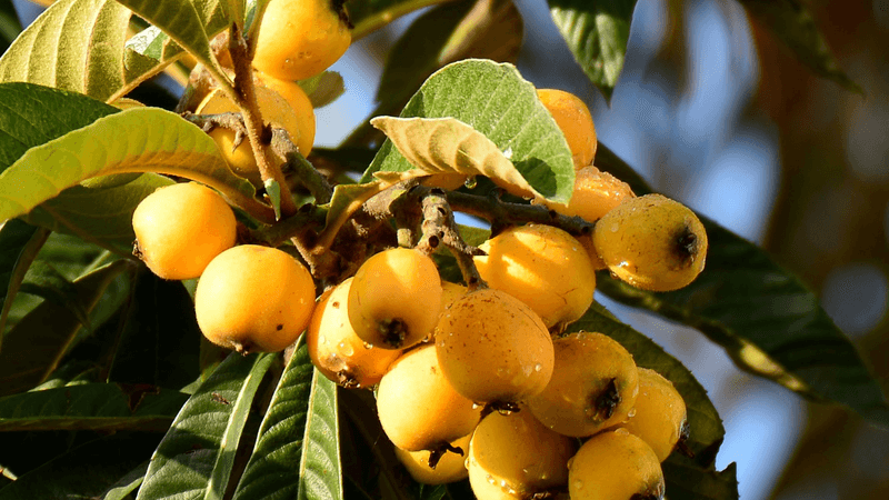Loquat