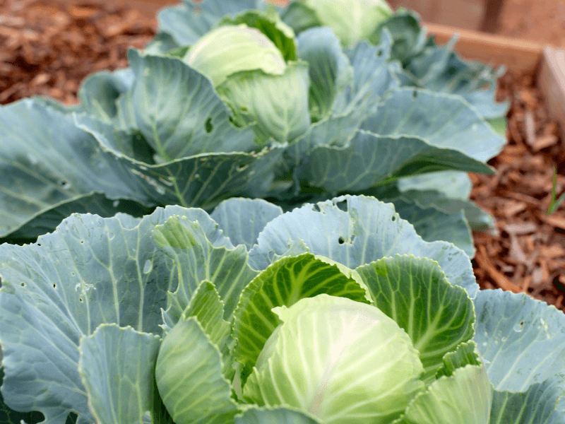 Cabbage - Classic Cool Season Staple