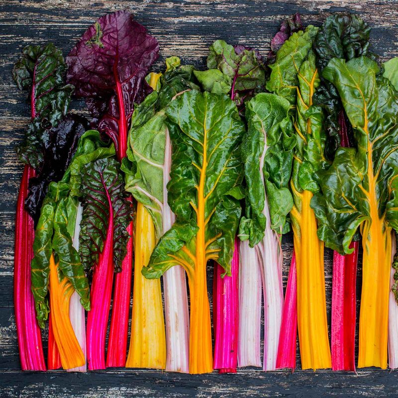 Swiss Chard - The Colorful Cold Weather Artist