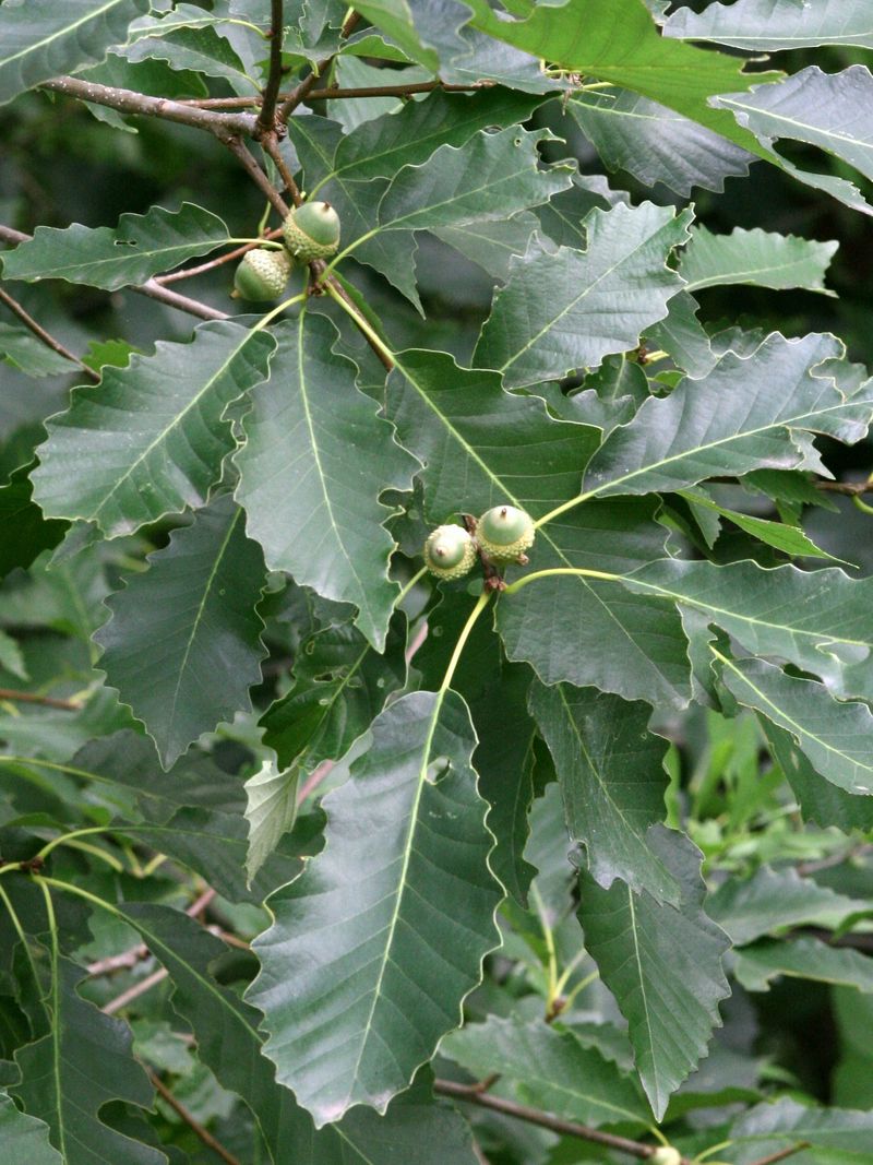 Chinkapin Oak - The Drought-Tough Beauty