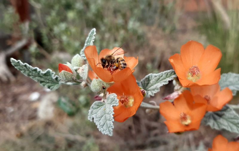 Desert Globe Mallow