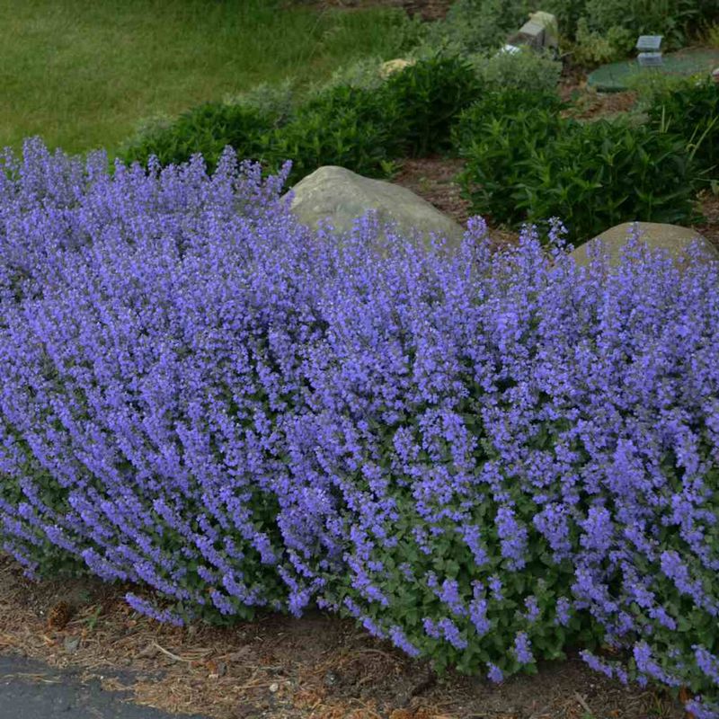 Catmint