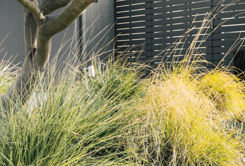Ornamental Grasses