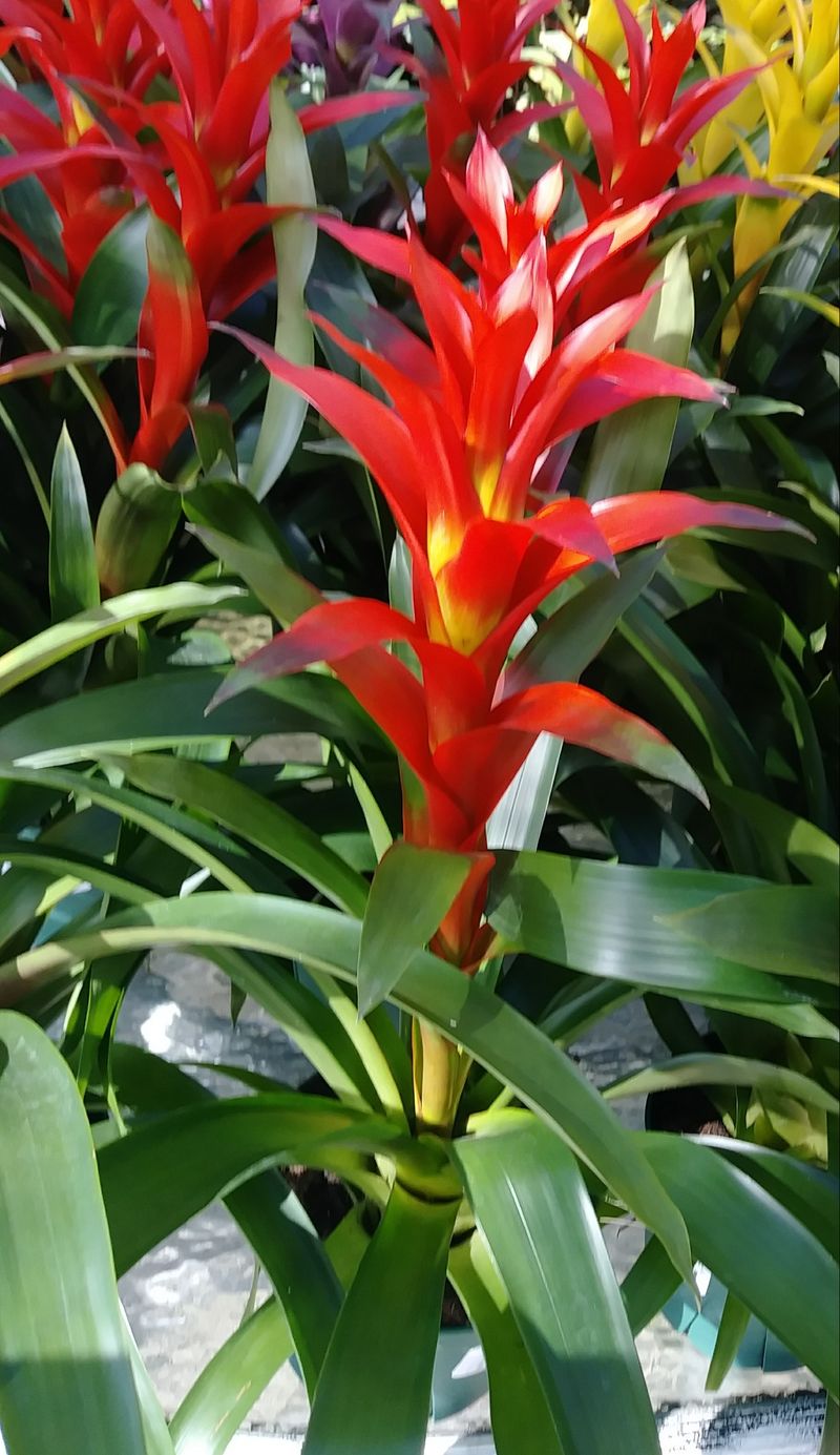Bromeliads