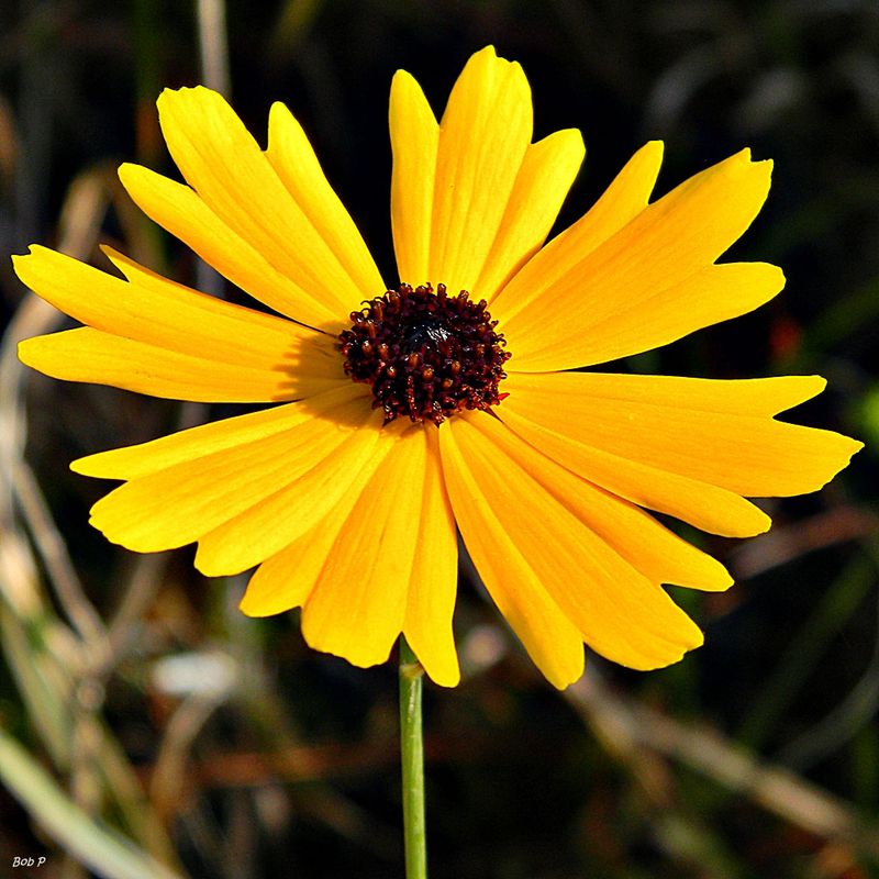 Lanceleaf Coreopsis