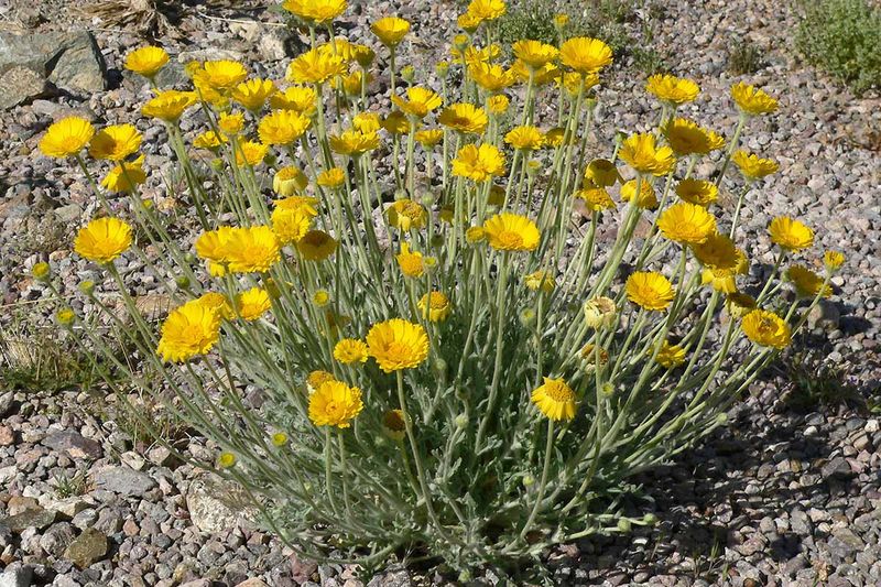 Add Cheerful Desert Marigolds