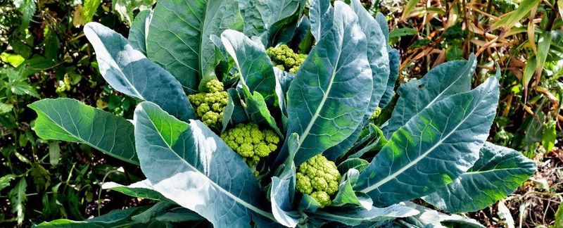 Start Broccoli and Cauliflower Transplants