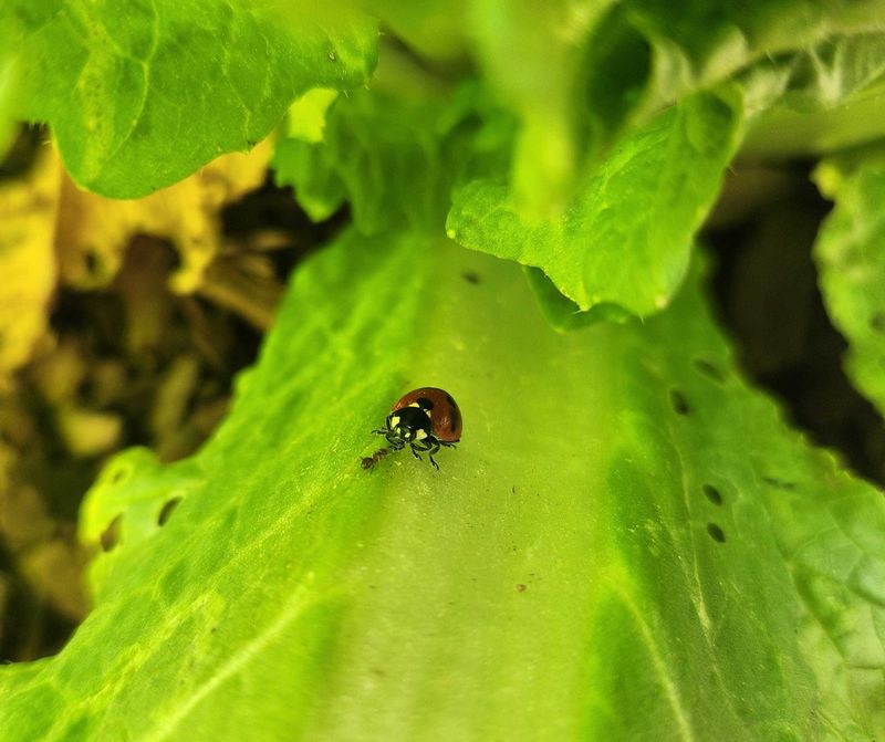 Avoid Pesticides and Chemicals