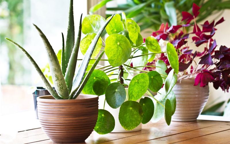 Indoor Plant Relocation
