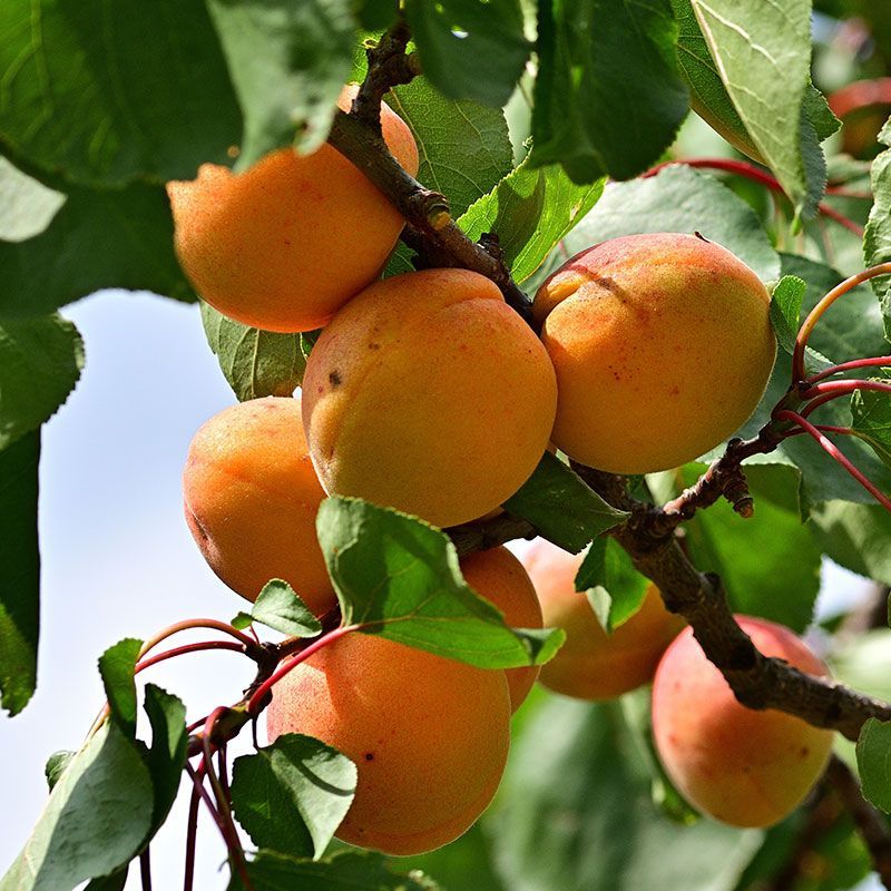Apricot Tree