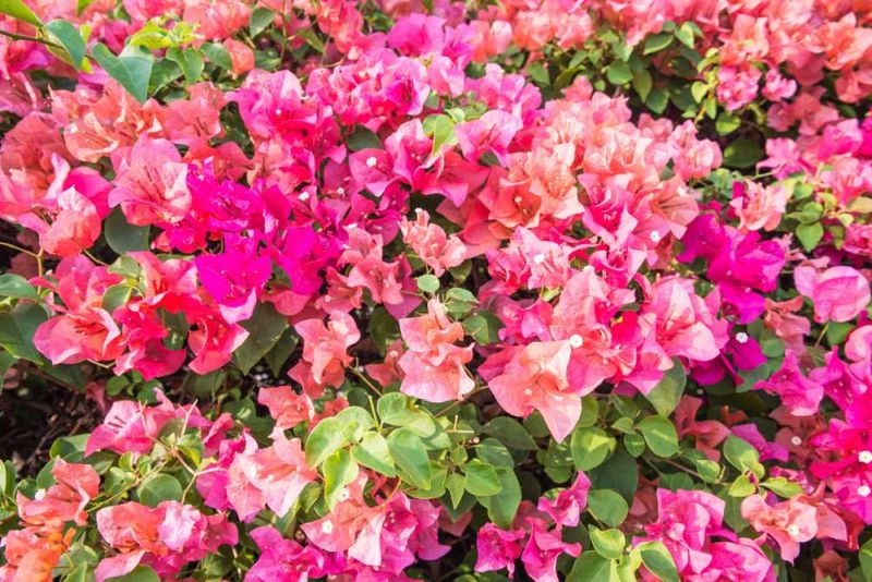 Bougainvillea