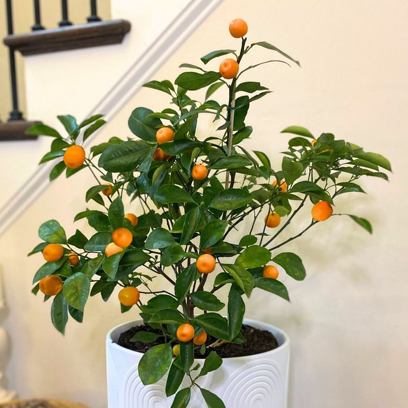 Citrus Kumquats