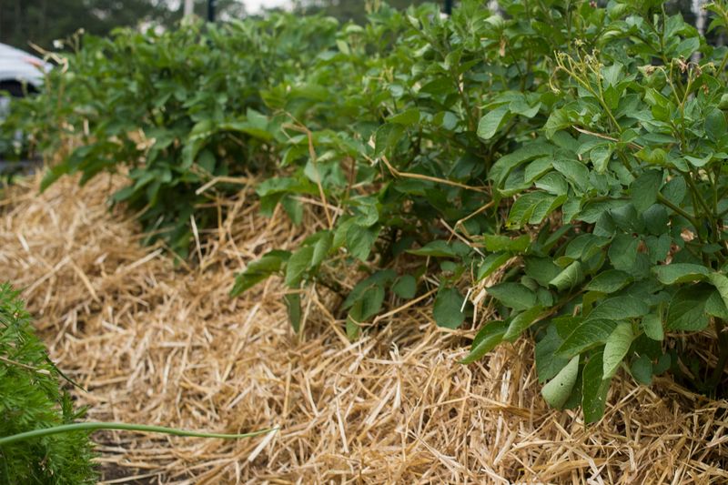 Apply Mulch for Temperature and Moisture Control