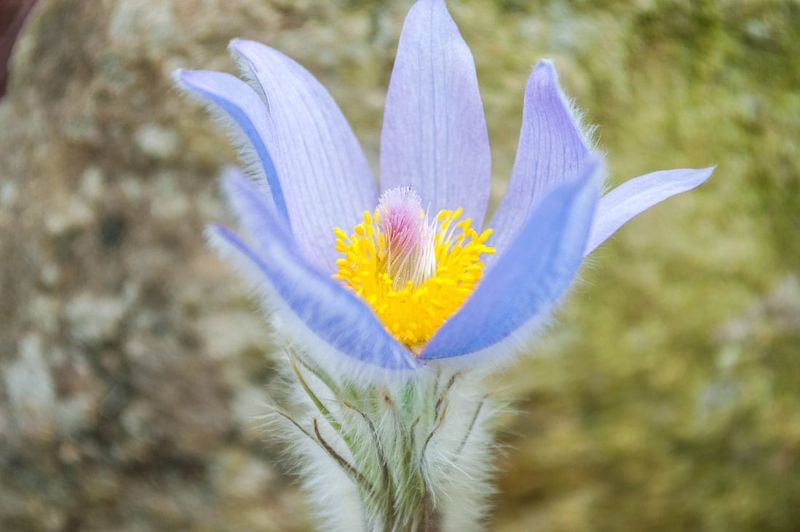 Pasque Flower