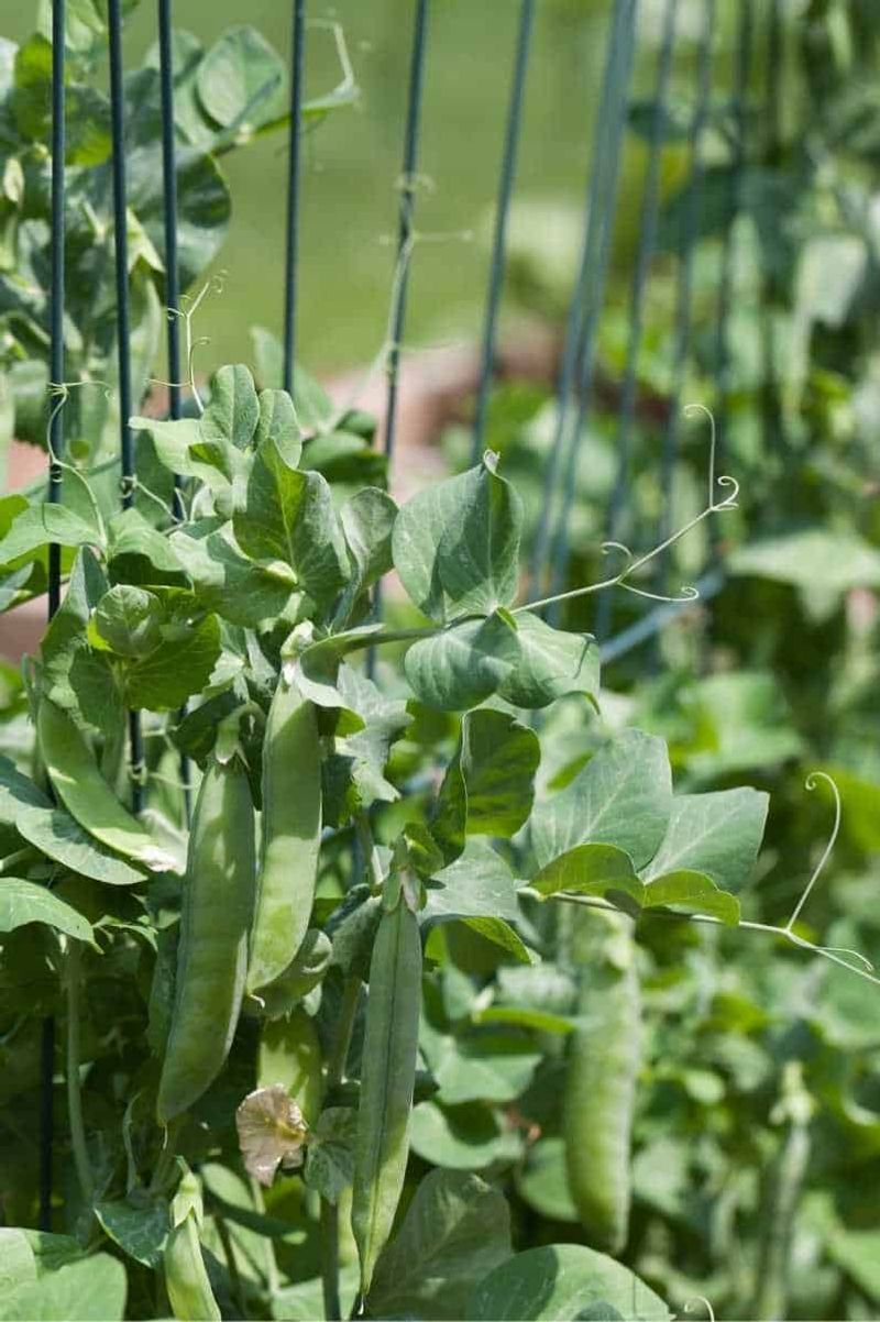 Early Spring Peas