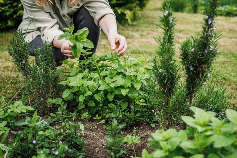 Harvest Your Herbs at Peak Flavor Times